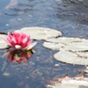 Meet your Posher, Arjin